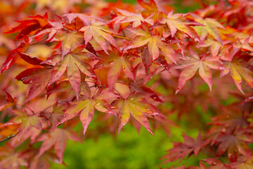 Autumn foliage - autumn leaves. Autumn colorful red maple leaves over green background. Close up of maple leaves. Beautiful nature background
