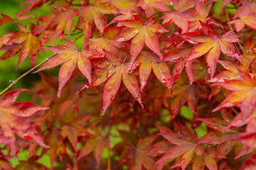 Autumn foliage - autumn leaves. Autumn colorful red maple leaves over green background. Close up of...