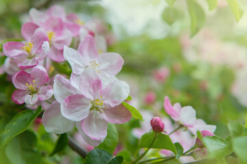 Closeup of apple tree flowers at blossom in the garden. Beautiful nature scene with a flowering trees