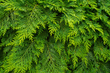 Fresh green pine leaves. Oriental Arborvitae. Thuja orientalis (also known as Platycladus orientalis). Leaf texture background for design foliage pattern and backdrop 