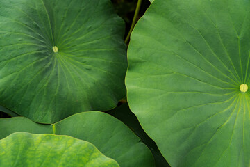 Lotus leaves (Nelumbo nucifera). Water Lily Leaves. Beautiful lotus leaves background in the pond