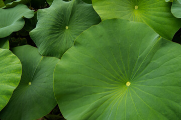 Lotus leaves (Nelumbo nucifera). Water Lily Leaves. Beautiful lotus leaves background in the pond