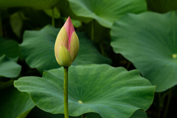Lotus bud in a pond. One bud pink lotus flower stand alone and the leaf background