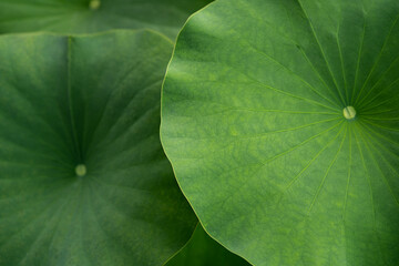Lotus leaves (Nelumbo nucifera). Water Lily Leaves. Beautiful lotus leaves background in the pond - obrazy, fototapety, plakaty