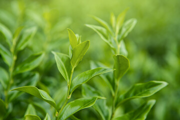 Fresh green tea leaves and buds in a tea plantation in morning