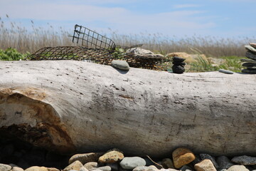 Fototapeta na wymiar driftwood log beach