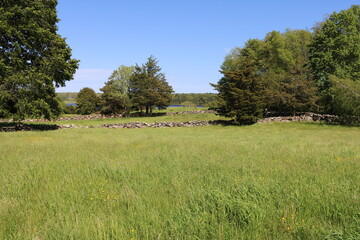 green grassy field meadow