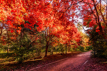 Autumn scenery of red leaves in Nanhu Park, Changchun, China