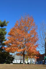 fall foliage tree