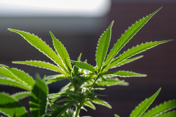 cannabis leaf with flower. Purple Haze