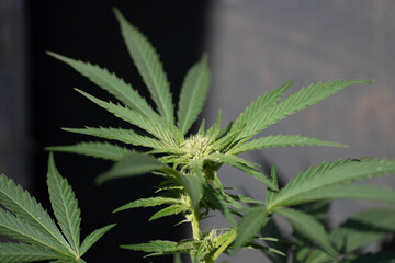 Fototapeta na wymiar cannabis leaf