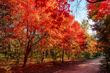 Autumn scenery of red leaves in Nanhu Park, Changchun, China