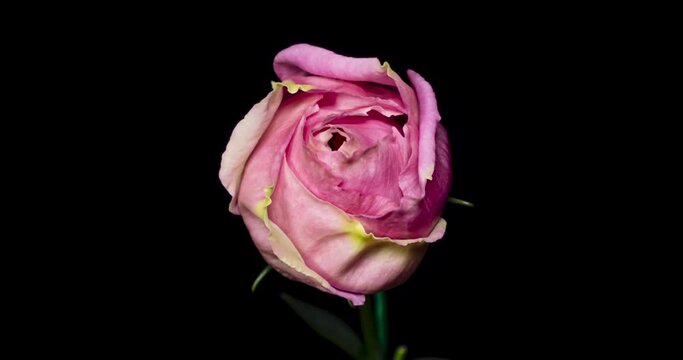 トルコキキョウの開花タイムラプス