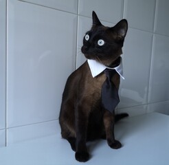 black and white cat with tie