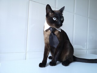 black and white cat with tie