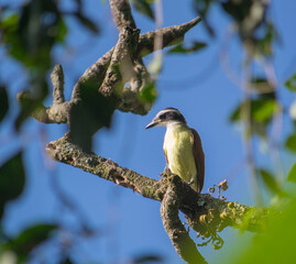bird on branch