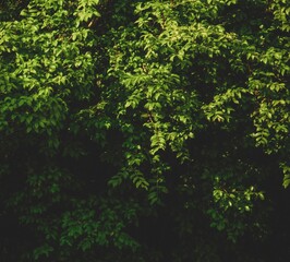 Fototapeta premium Jabuticaba foliage with a small gradient between green and black. Native to Brazil, Argentina and Paraguay, it's leaves are salmon-pink when young, turning green as they mature. 