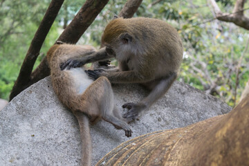 mother and baby baboon