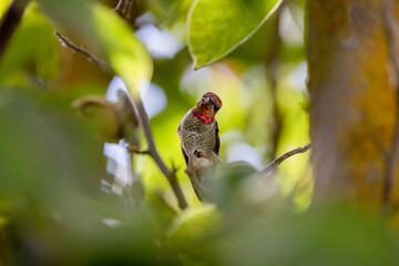 Hummingbird perched on a limb