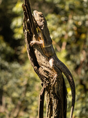 Lizard on a tree