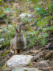 rabbit in the grass