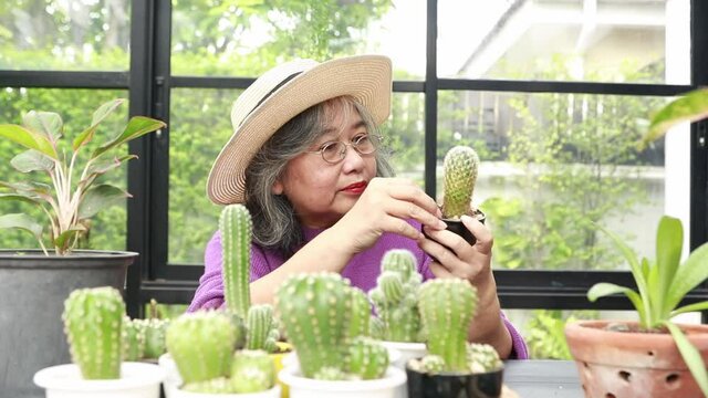 Portrait beautiful elderly woman sitting and taking pictures of plants and cactus in the greenhouse at home, doing garden decoration activities in the morning in a comfortable atmosphere.