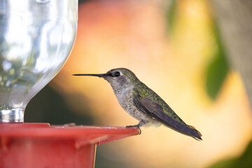 Naklejka premium hummingbird feeding on feeder