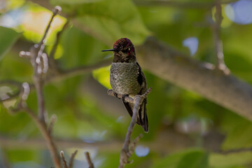 hummingbird on branch