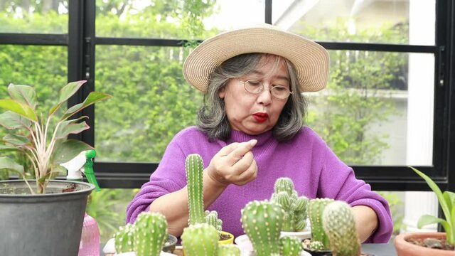 Elderly Asian woman caring for a cactus in a pot had a minor accident when she was struck by a thorn in her finger.