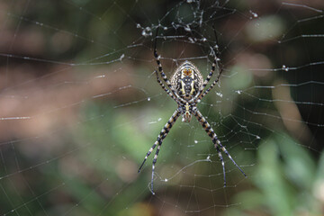 spider on web