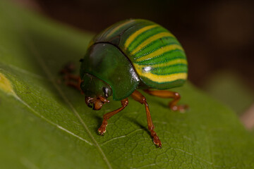 Beetle in pajamas