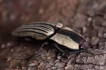 Zebra beetle