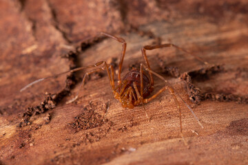Harvestman on a trunk