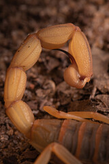 Scorpion's aculeous