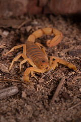 Yellow scorpion