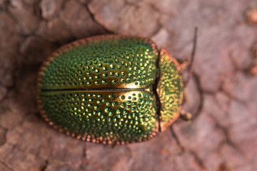 Chromed beetle