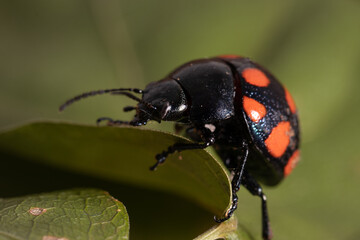 Reverse lady bug