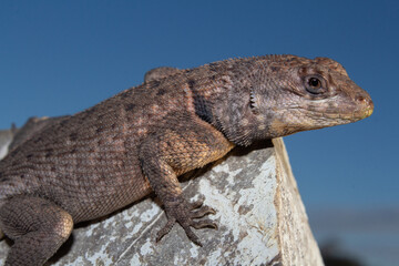 Neotropical Lava Lizard (Tropidurus hispidus)