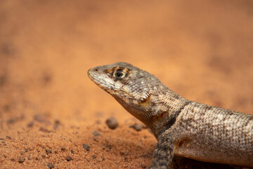 Neotropical Lava Lizard (Tropidurus hispidus)