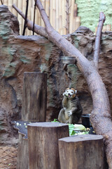 Lemur w zoo © Michał.S-FOTO
