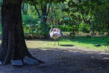 struś w zoo © Michał.S-FOTO