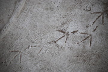 Three footprint of bird on cracked concrete floor. Top view.