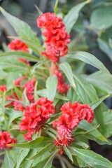 red Celosia argentea flower in nature garden