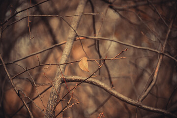 The last autumn leaf on the tree.