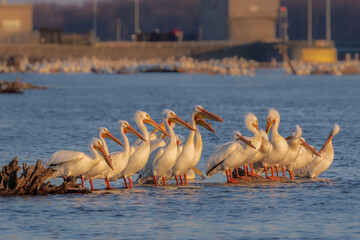 "Pelican Perch"