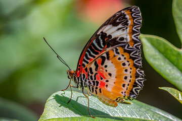 "Sitting Ruby Lacewing"