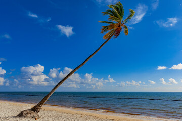 "Lone Palm"