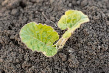 A sprout from the earth, new life.
