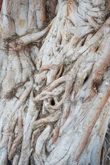close up banyan bark tree texture