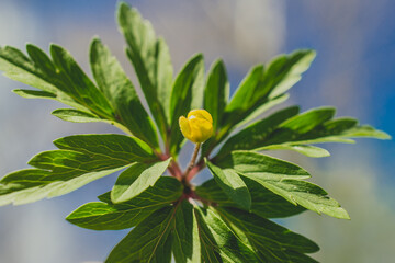 Spring flowers are yellow with green leaves.